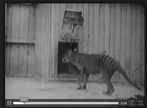 http://upload.wikimedia.org/wikipedia/commons/transcoded/8/80/Thylacine_footage_compilation.ogv/Thylacine_footage_compilation.ogv.360p.webm