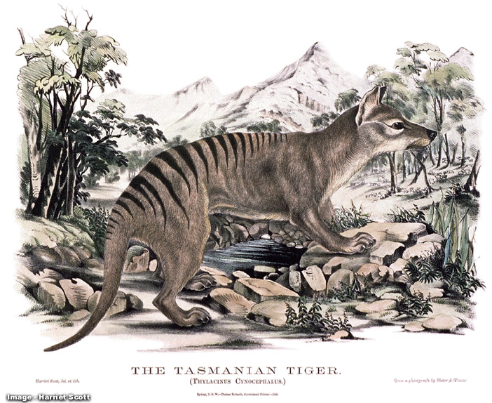 http://www.naturalworlds.org/thylacine/art/illustration/image_09.htm